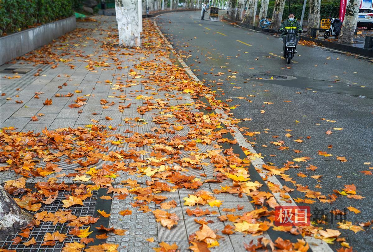 刮风下雨致落叶增多,环卫工清扫忙