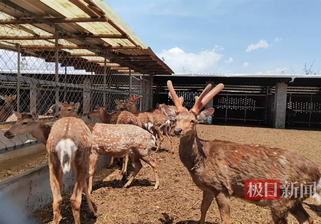 养鹿.jpg 养鹿.jpg