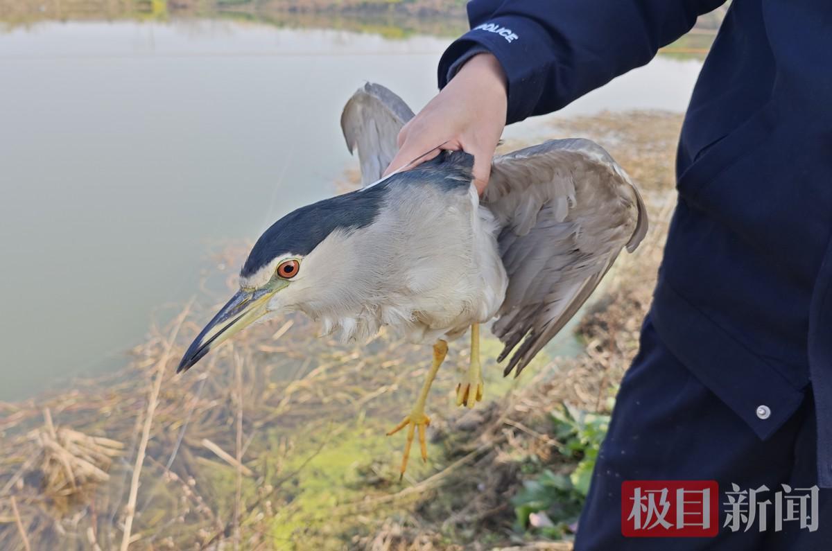 图二 夜鹭照片.jpg