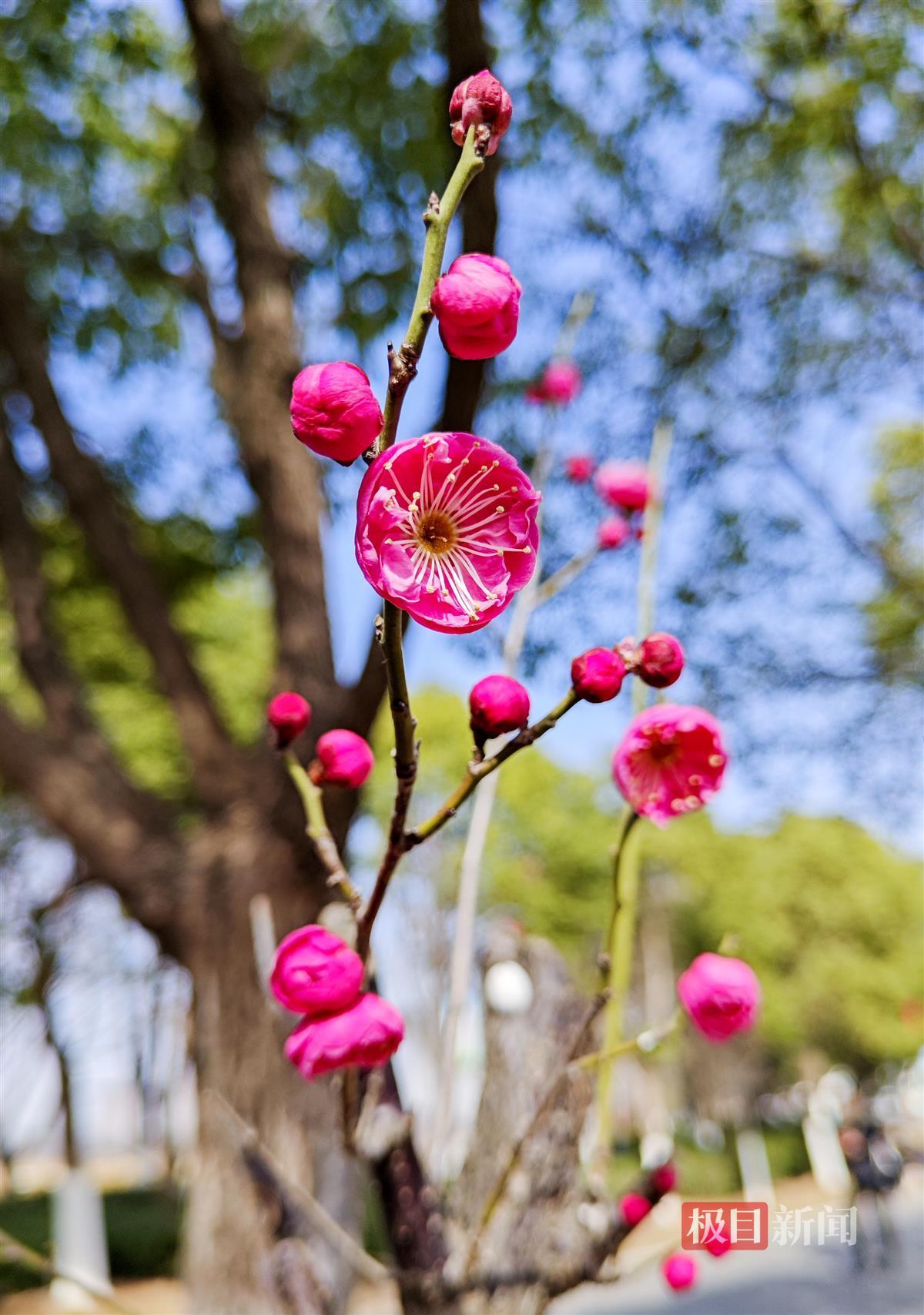 朵朵梅花咧嘴笑图片