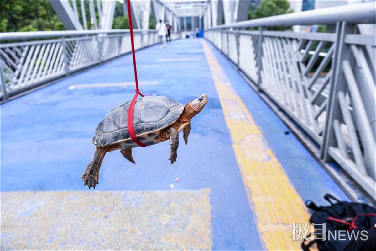 男子在街頭用竹竿吊烏龜兜售