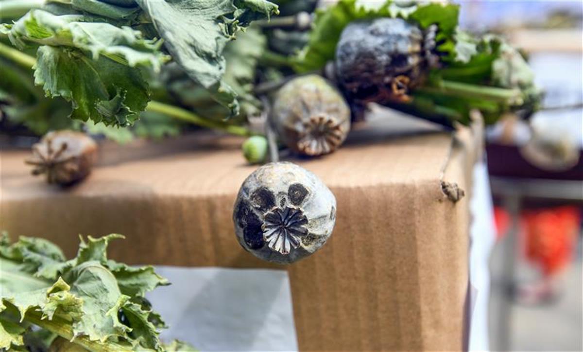 小学生体验拔除焚烧罂粟,警方:毒品穿多种隐身服,请从正规渠道购物