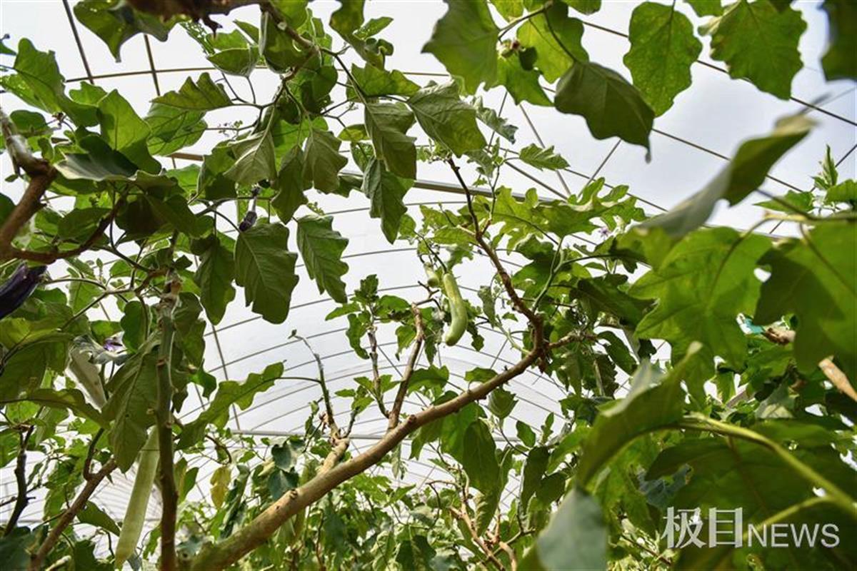 稀奇茄子長在樹上一棵高產千斤同時結出茄子番茄菸葉