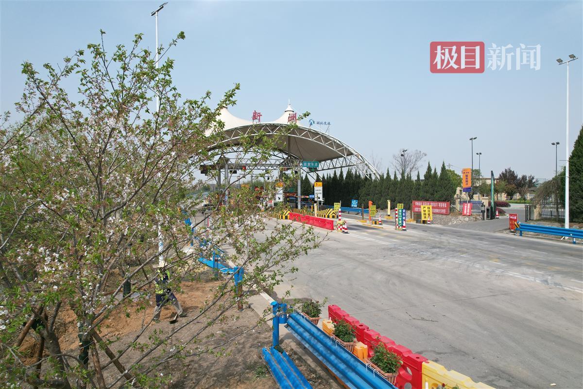 大广高速新洲收费站旁樱花树 (2).jpg