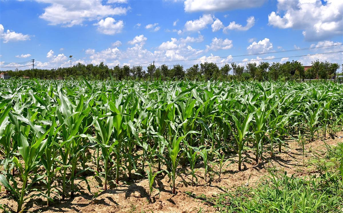 有了便利的道路,程书麒增加流转土地千余亩,成片种植玉米