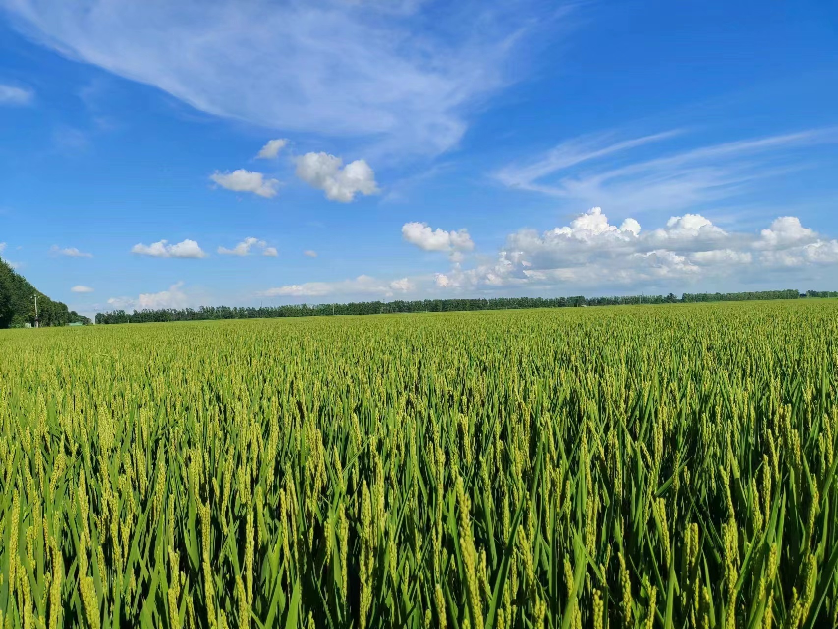 作为农场示范户,王连成的水稻田在经过格田改造后用上了江水灌溉,"江