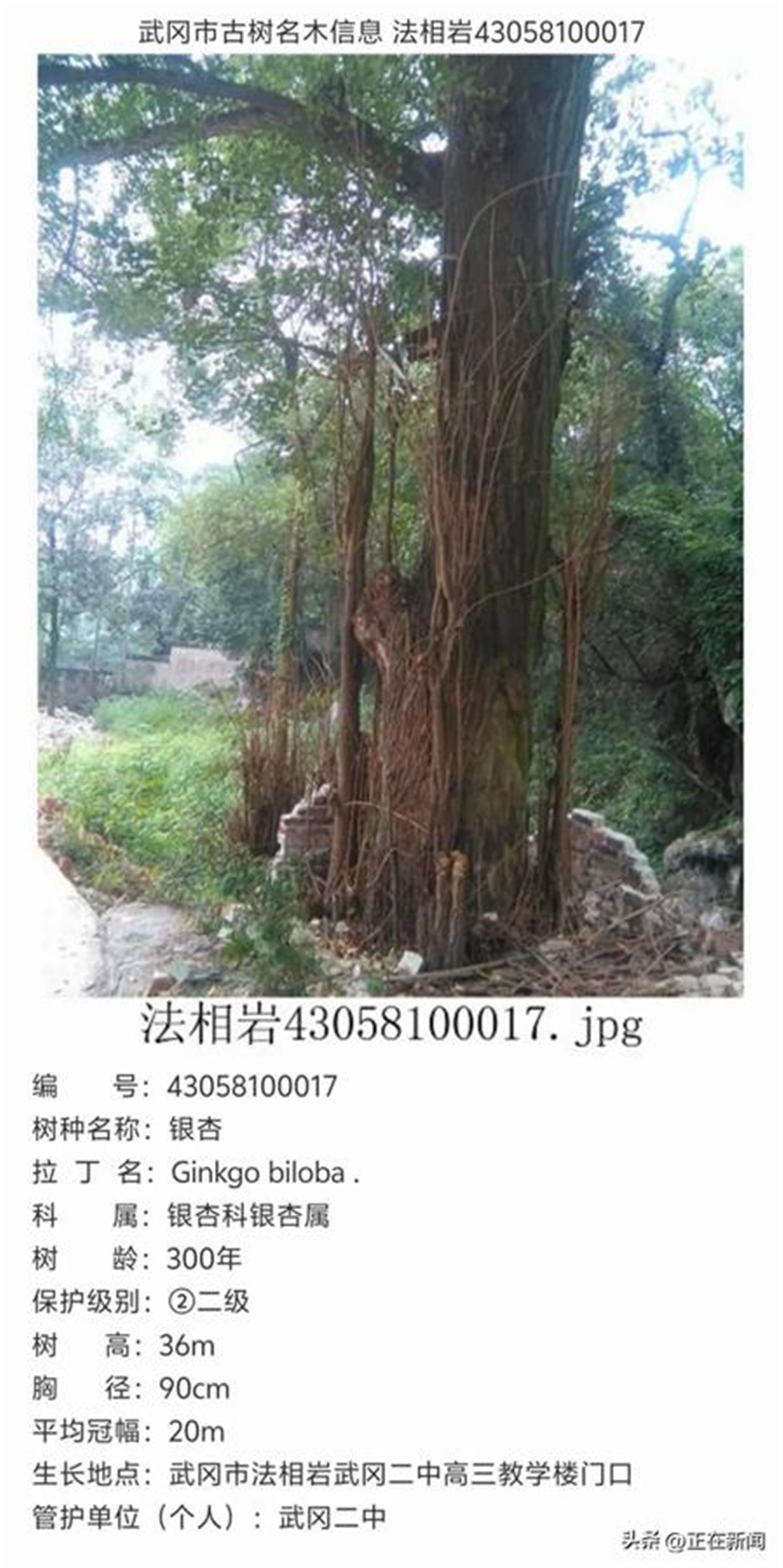 A银杏树，为何被公然砍伐1.png