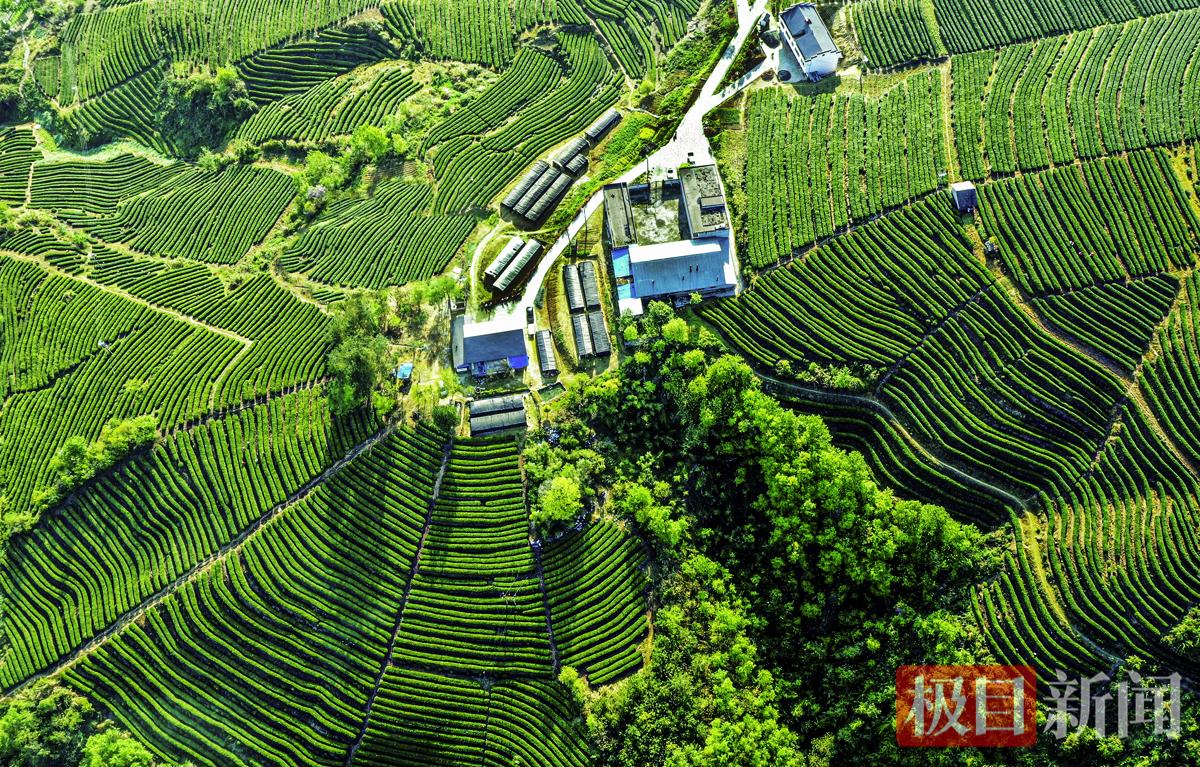 1、茶山春韵 ( 上庸镇大泉山茶园)杨守保 摄.jpg 1、茶山春韵 ( 上庸镇大泉山茶园)杨守保 摄.jpg