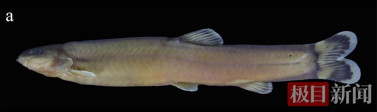鱼类新物种寡枝薄鳅（宜昌）.png