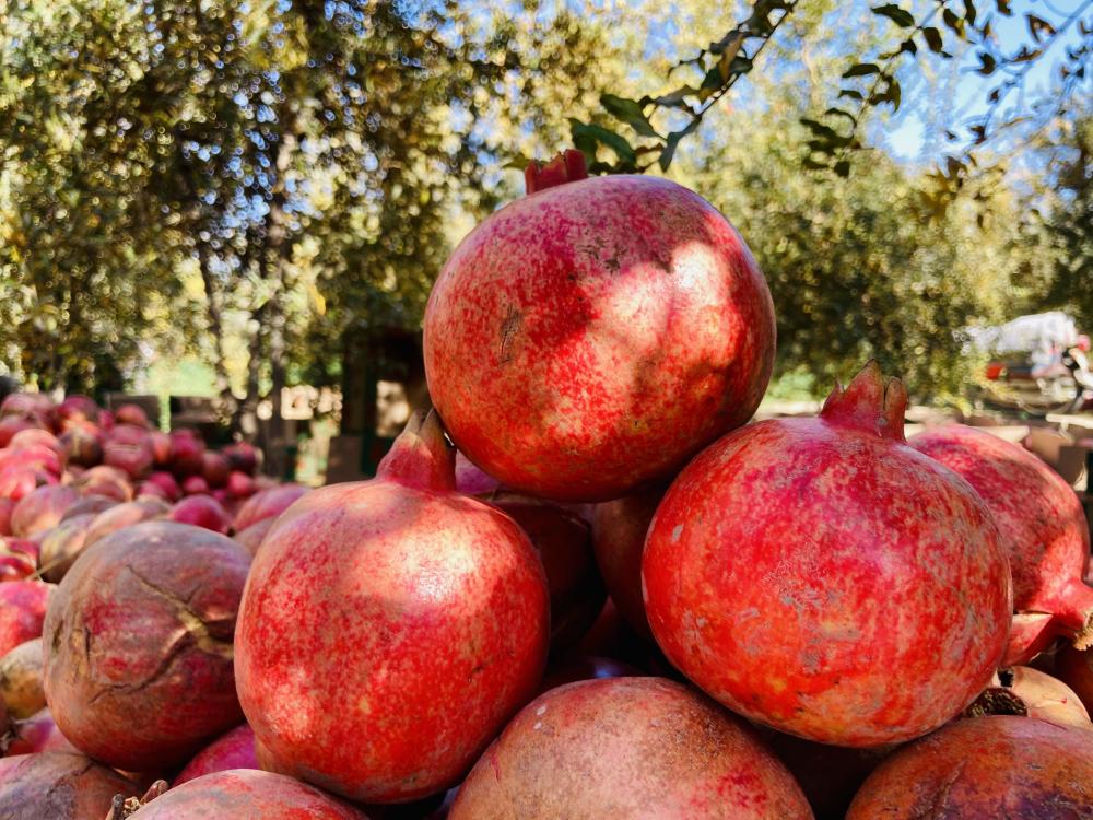 首次亮相进博会的阿富汗石榴 | 极目新闻