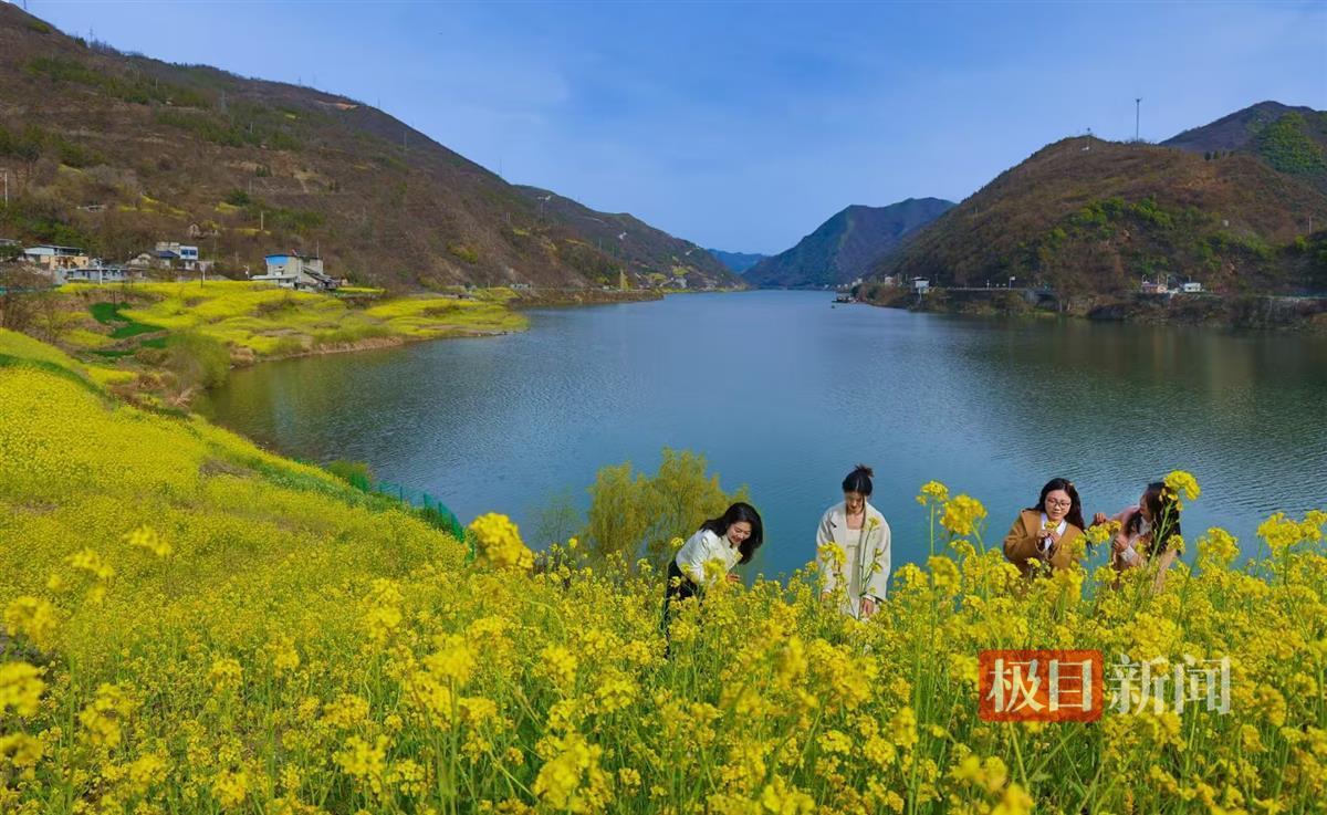 图为汉江沿岸金色花海与绿水青山相映成趣。 徐军摄.png