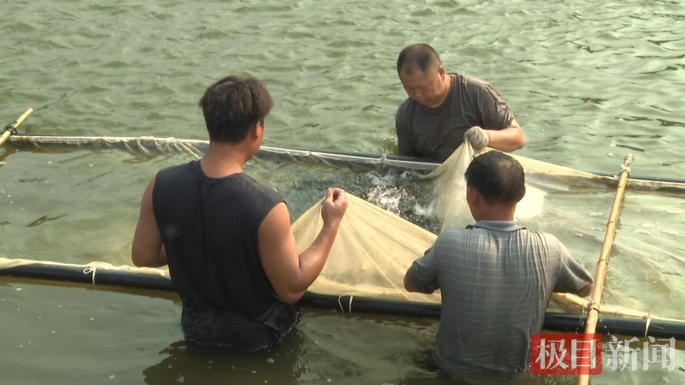 鳜鱼.png 鳜鱼.png