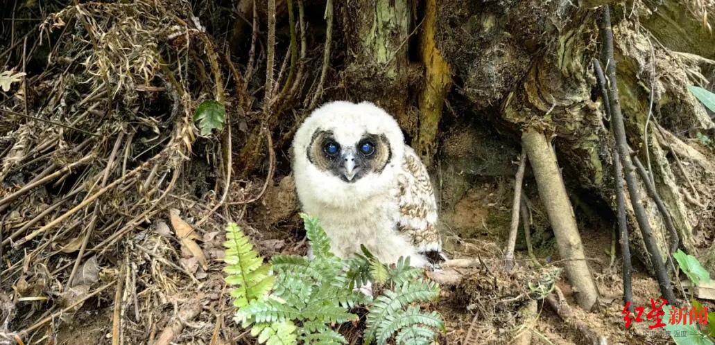 已观赏了700多种鸟的何力健,目前还未拍摄到褐林鸮.
