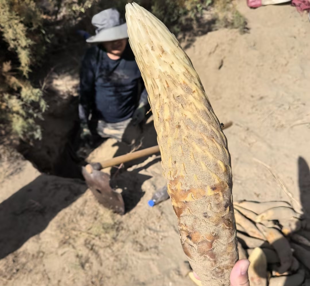 劲牌公司新疆和田肉苁蓉人工种植基地.jpg