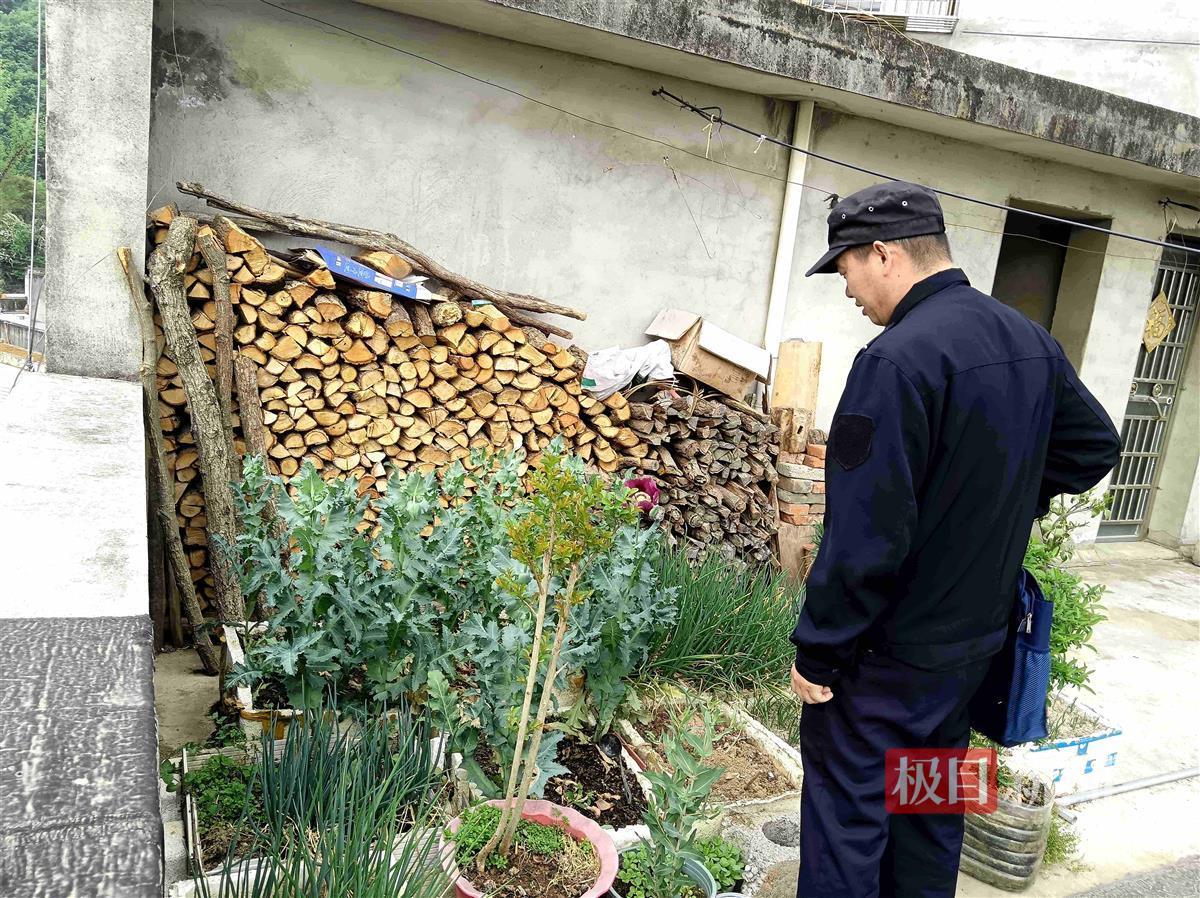 图2：民警发现王某非法种植的罂粟.jpg