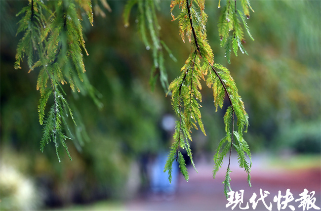 “南京户口”杉树多神奇？来中山植物园看首届落羽杉展 | 极目新闻