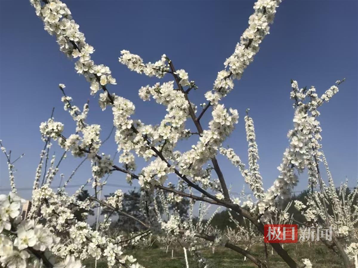 竹溪赏花2.png 竹溪赏花2.png
