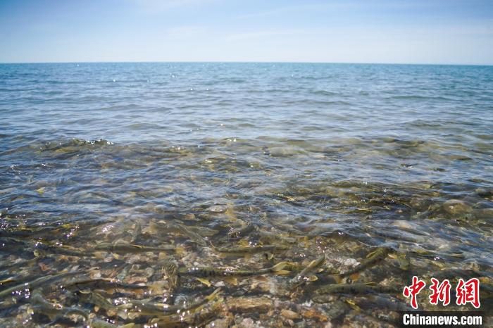 青海湖湟鱼进入洄游季 | 极目新闻
