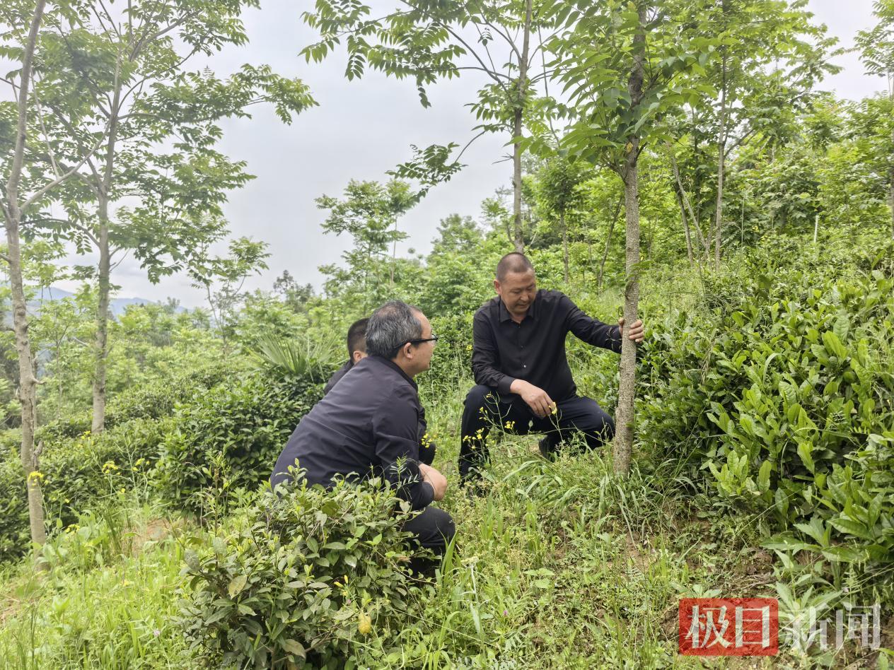 竹溪林下经济2.png 竹溪林下经济2.png