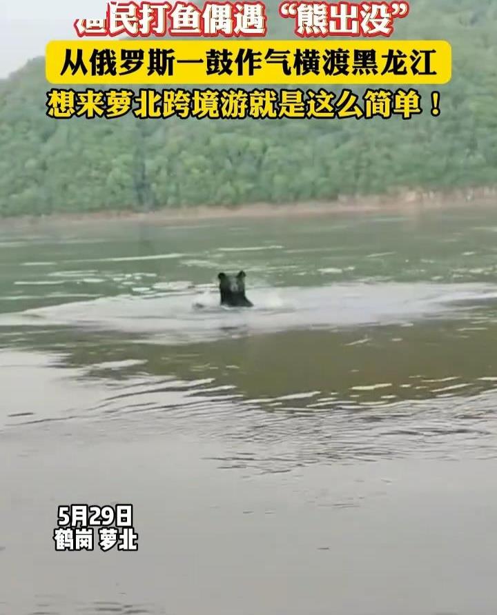 黑熊横渡黑龙江从俄罗斯“偷渡”到中国，当地回应