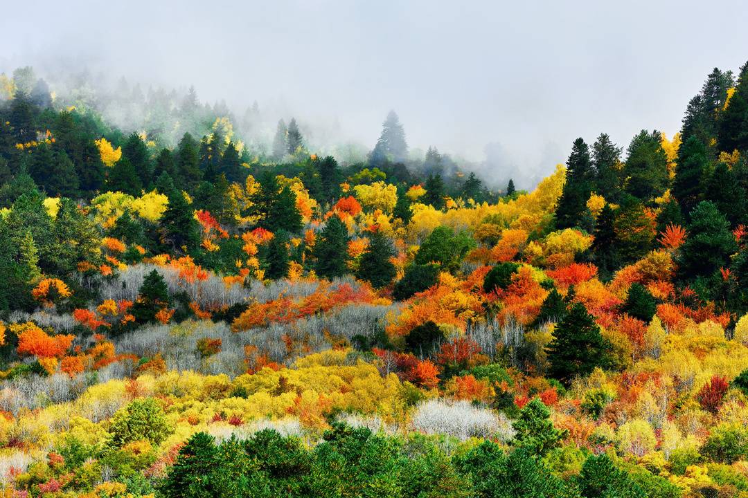 四川理县米亚罗红叶温泉冰雪季11月20日启幕 四条旅游线路等你来