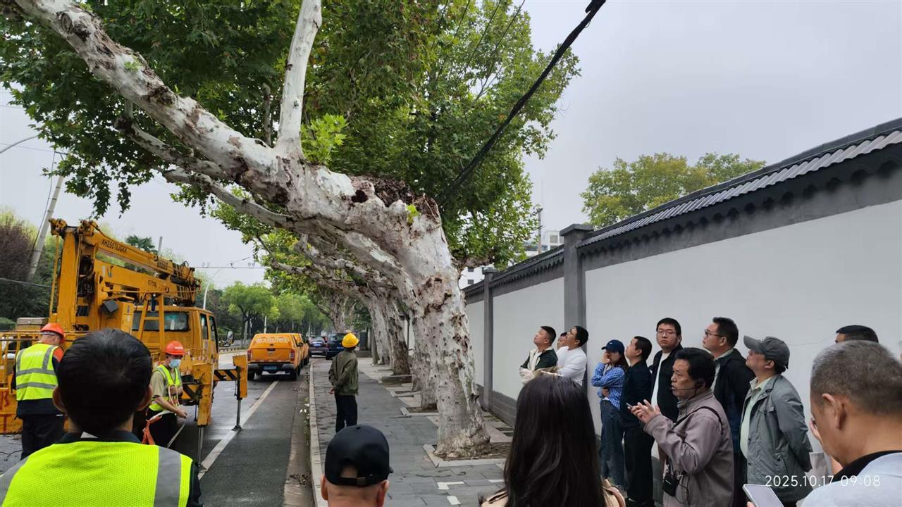 汉阳知音大道，专家现场会诊偏冠的法桐.jpg