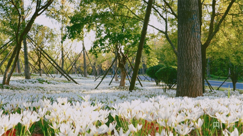 河南信阳:羊山森林植物园秋意浓 | 极目新闻