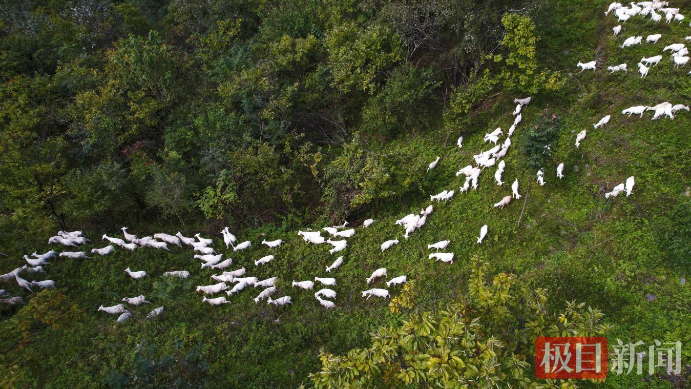 郧西县马头山羊 徐军摄.png