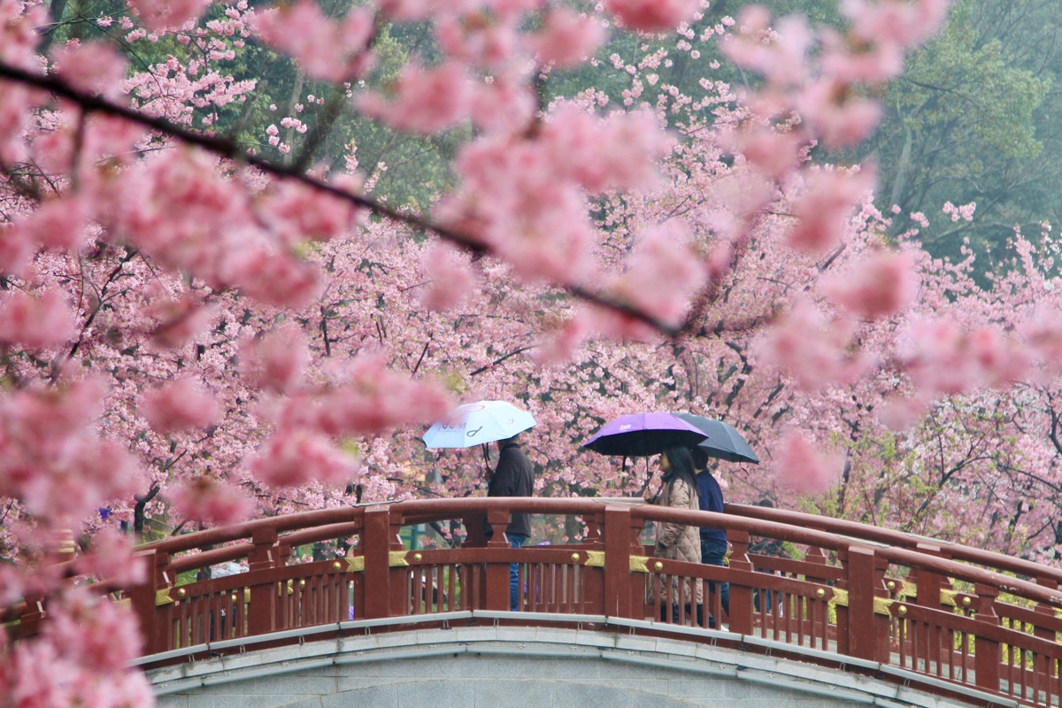 一夜风雨，早樱依旧！游人打伞漫步东湖樱花园