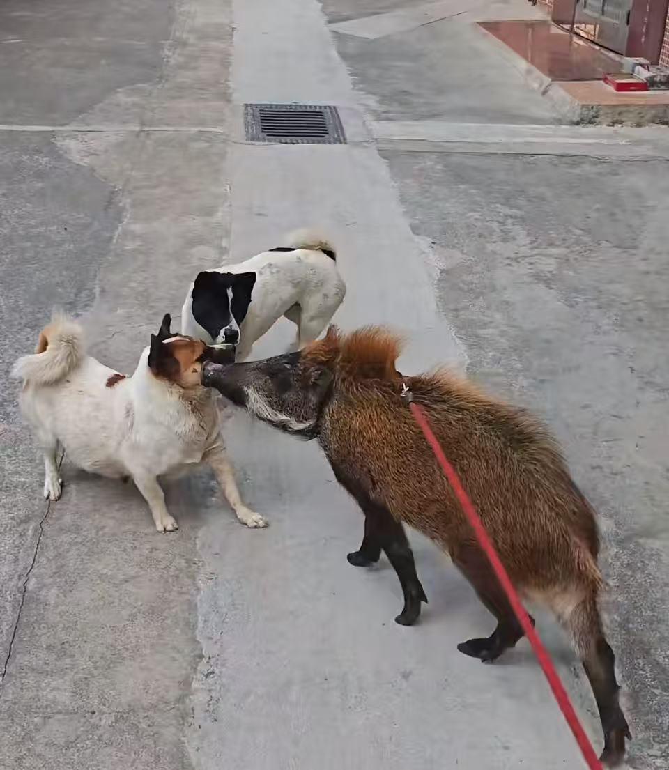 261765532382_.pic.jpg 261765532382_.pic.jpg