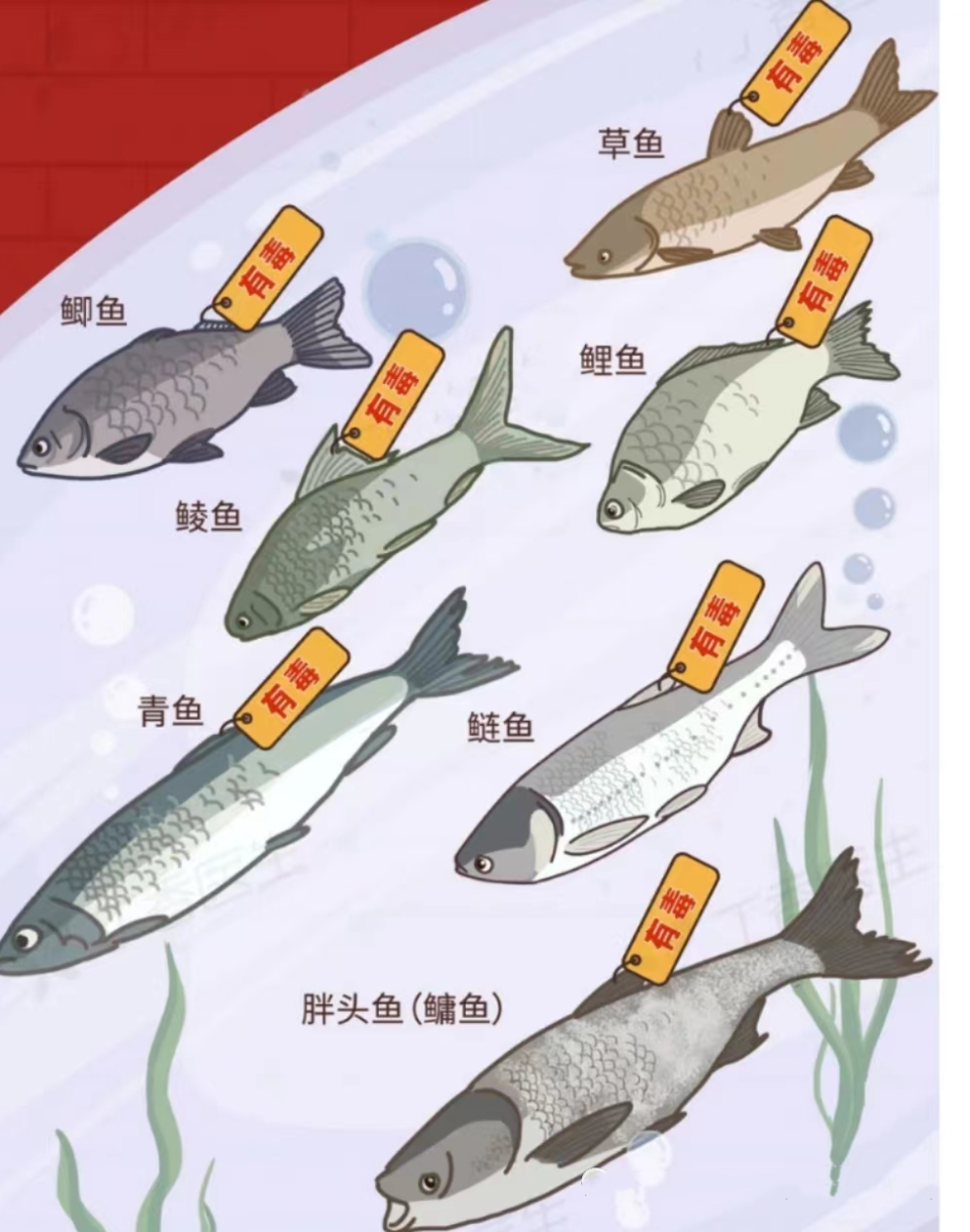 两患者生吞鱼胆中毒，专家：避免食用！这些常见鱼胆都有毒 | 极目新闻