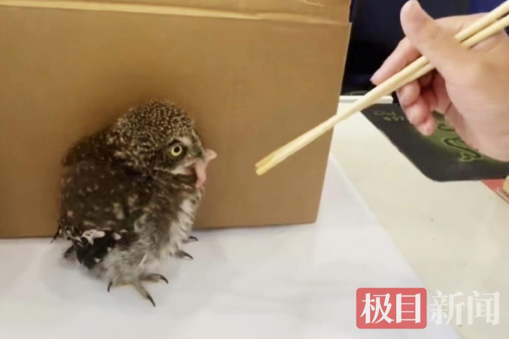 图一 给猫头鹰喂食.jpg