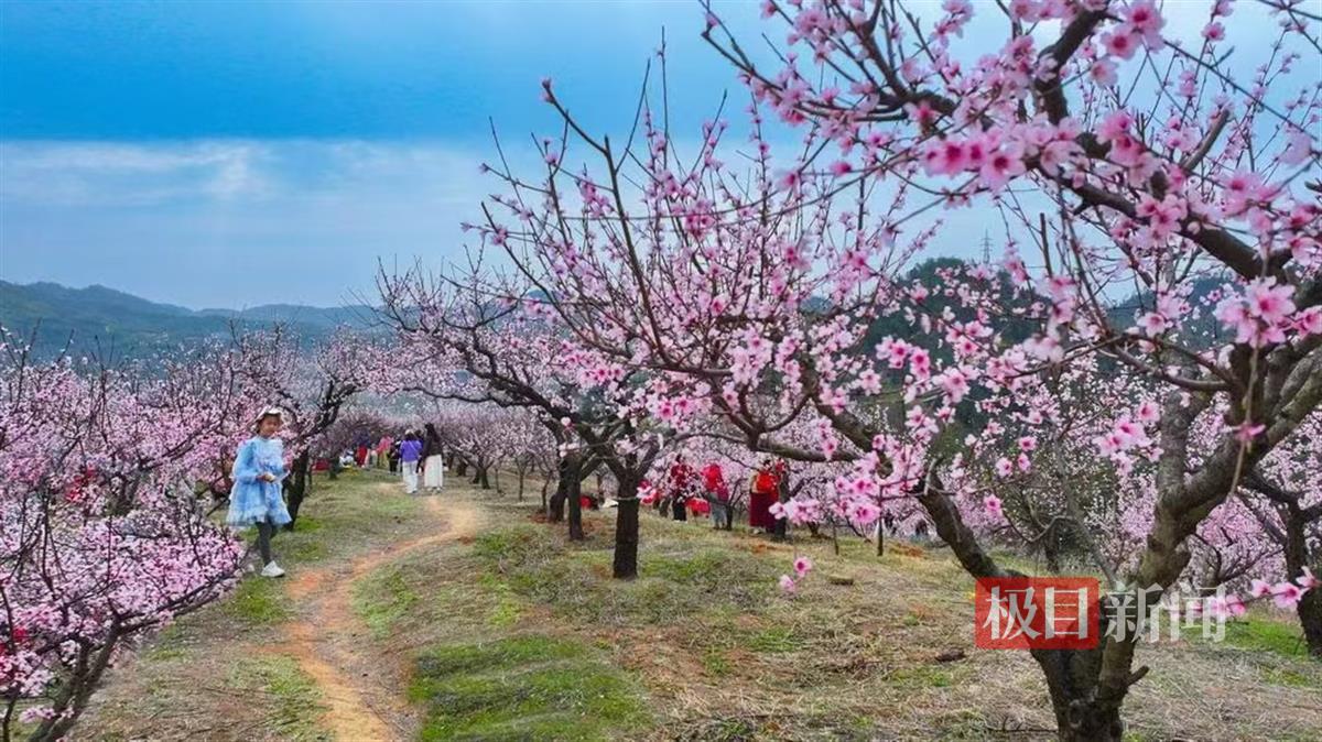 图为郧西县悬鼓山桃花岭千亩桃花粉染天际。 徐军摄.png
