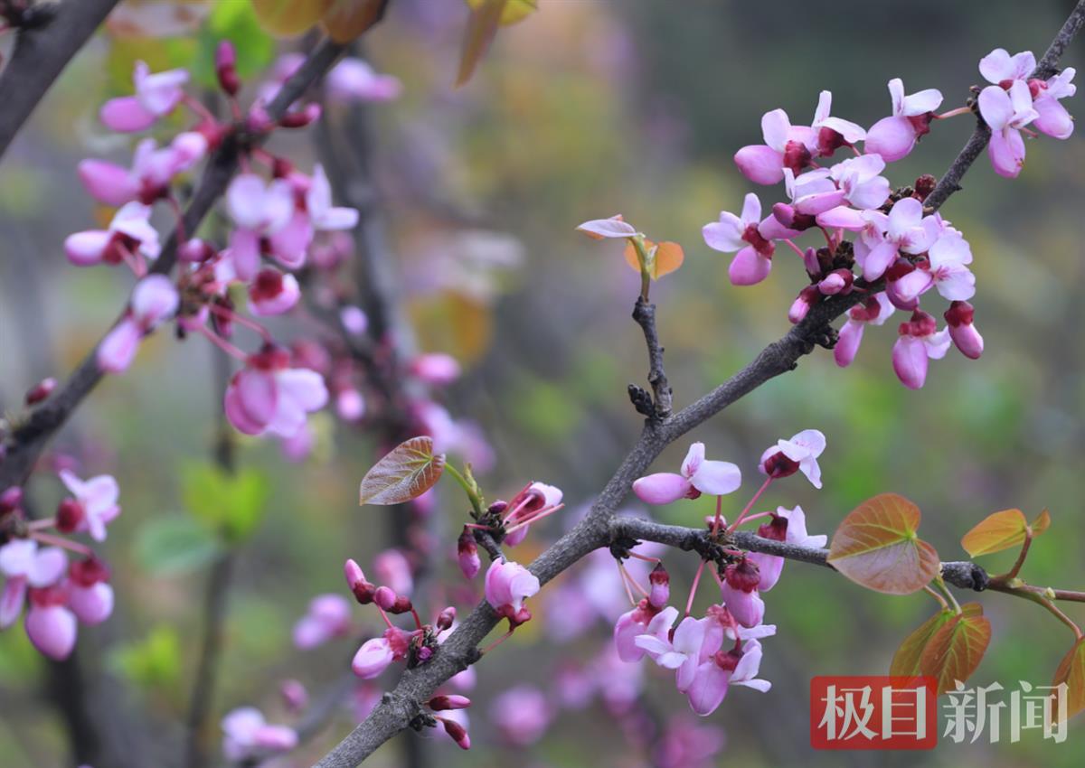 图为郧西县三官洞林区“湖北紫荆”野生群落竞相绽放。邹景根摄 1.png