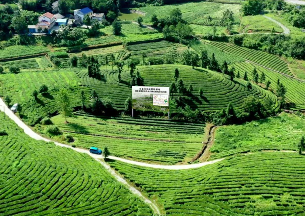 茶园.jpg