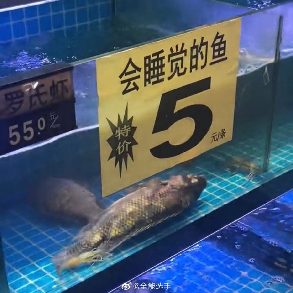 【5月27日】神评论|前有仰泳鲈鱼,今有会睡觉的鱼 | 极目新闻