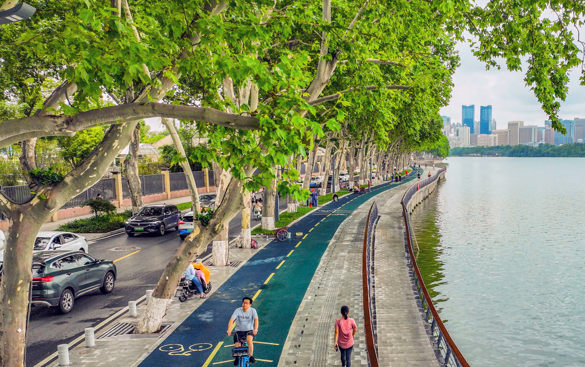 东湖环湖路梧桐.jpg