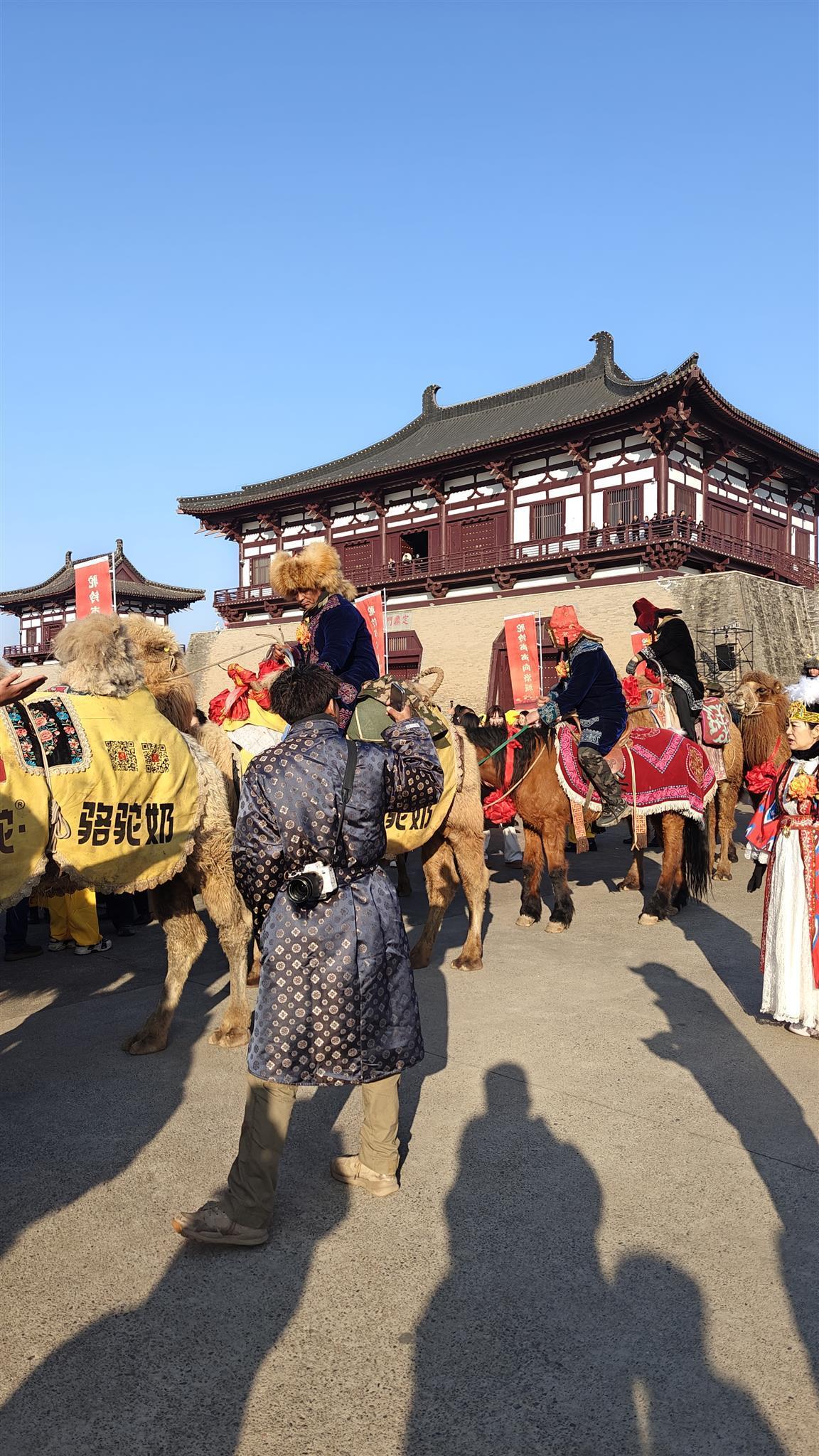 新疆骆驼队洛阳献驼奶获赠美酒,领队透露骆驼将留驻沿途城市——跨界友谊见证标题