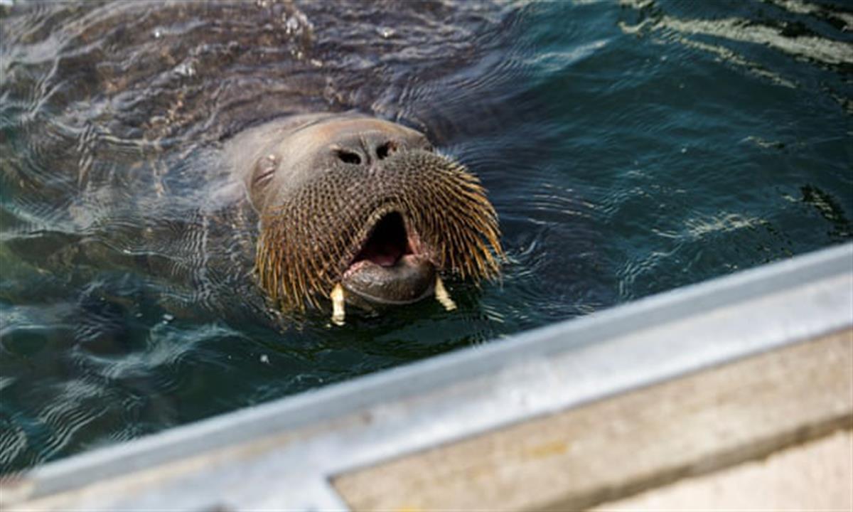 一只海象跑到挪威成网红压坏港口渔船恐被安乐死