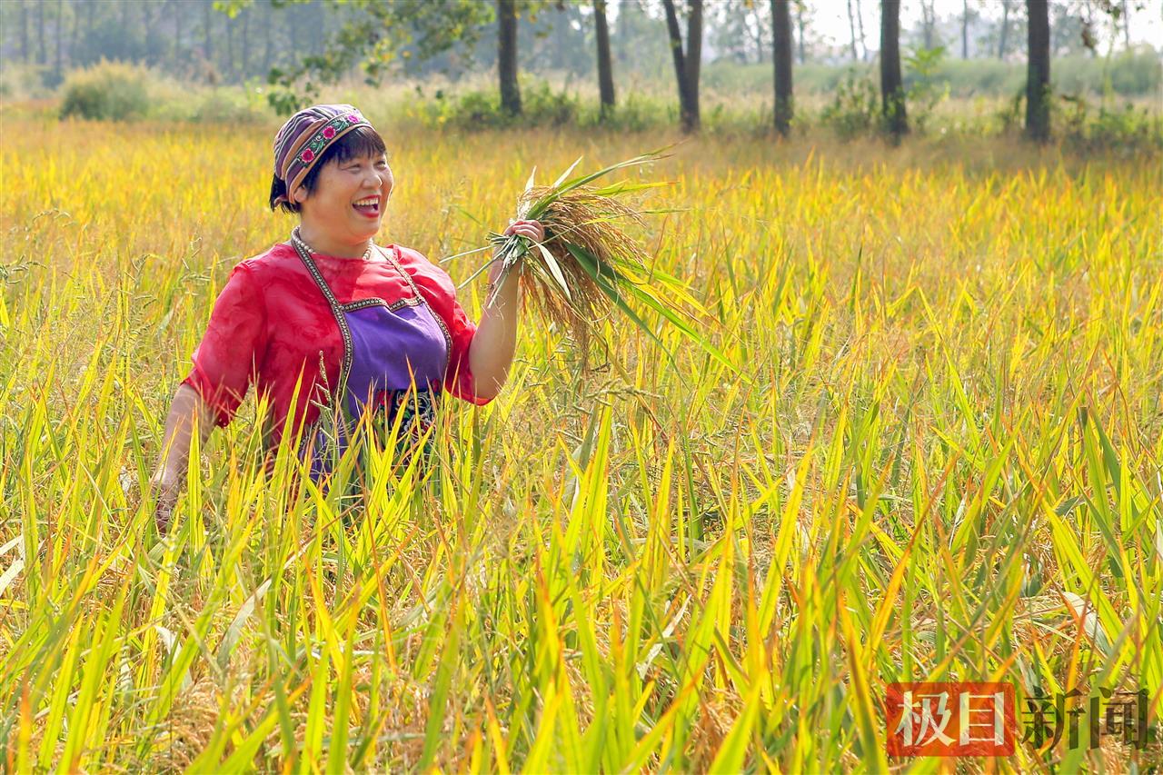 监利农民又迎丰收年（通讯员 张志斌 摄）.JPG