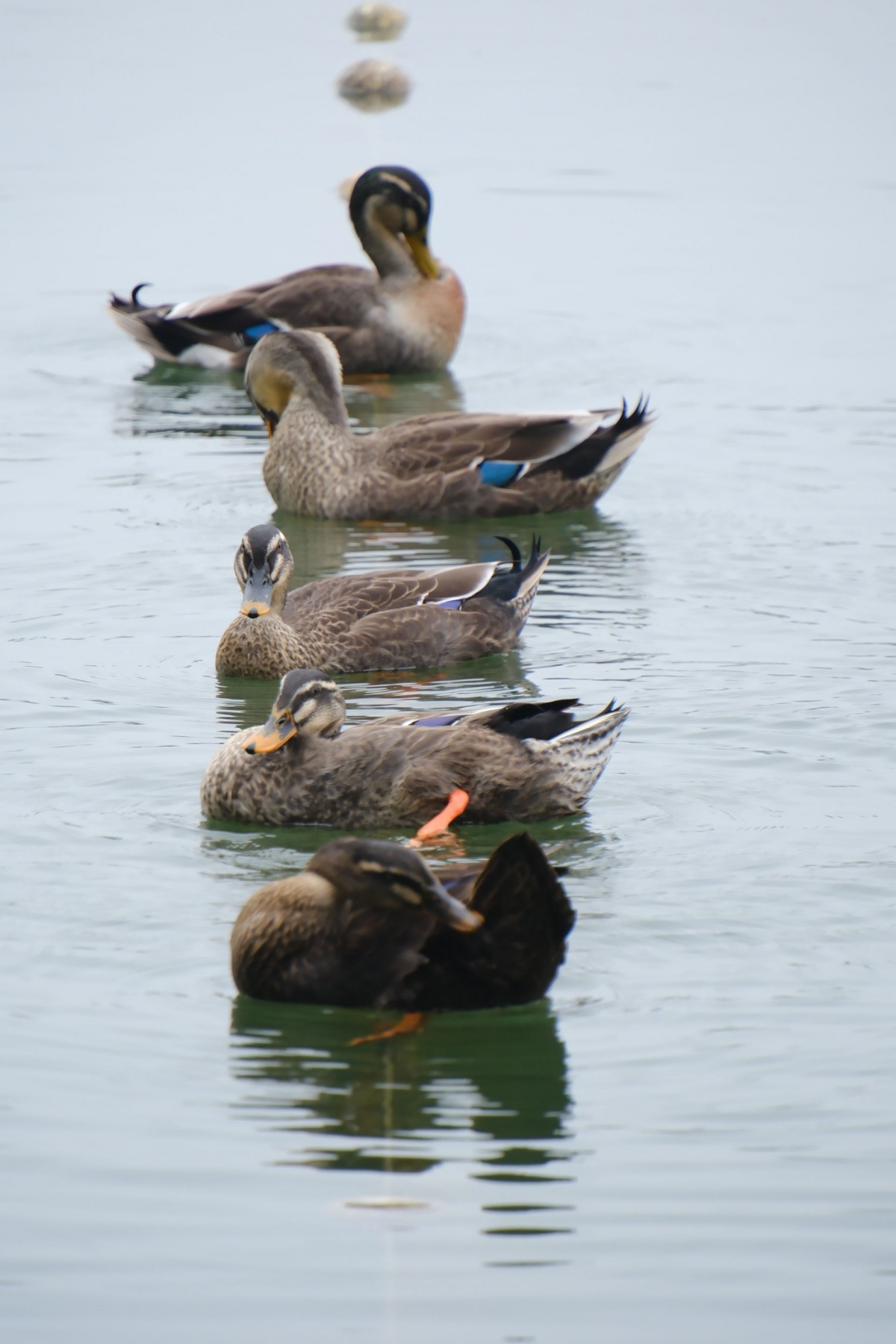 春江水暖鸭先知 野鸭群畅游南湖公园