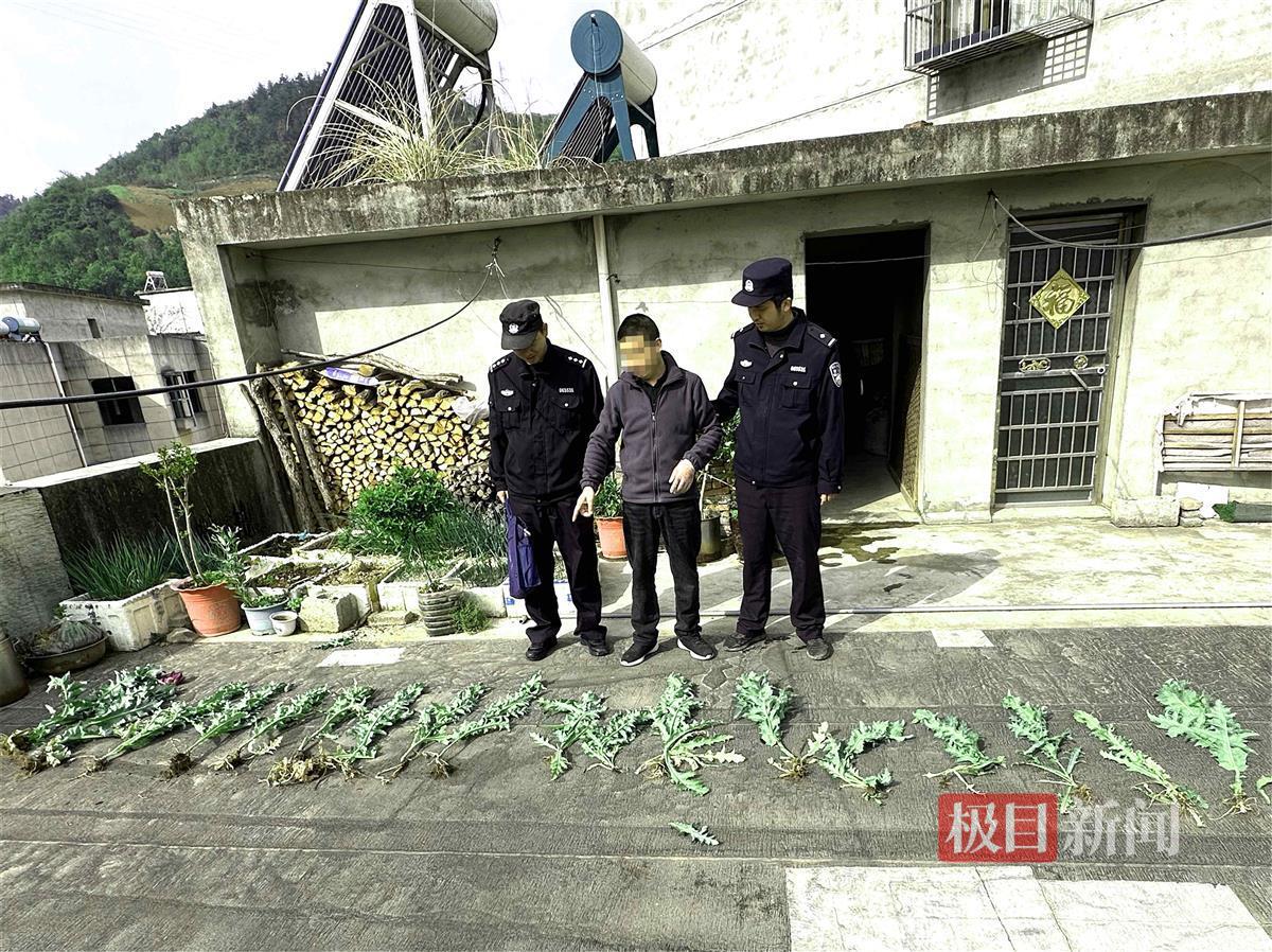 图3：民警铲除王某非法种植的罂粟.jpg