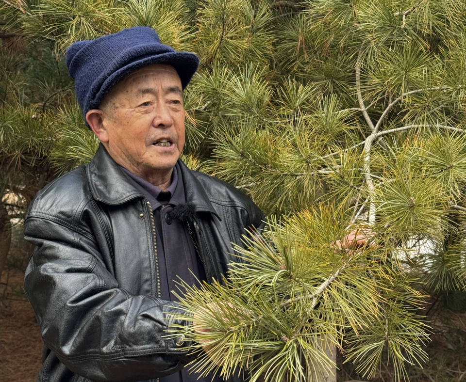 81岁“树痴”植树二十载，无偿捐赠价值近百万红松树 | 极目新闻