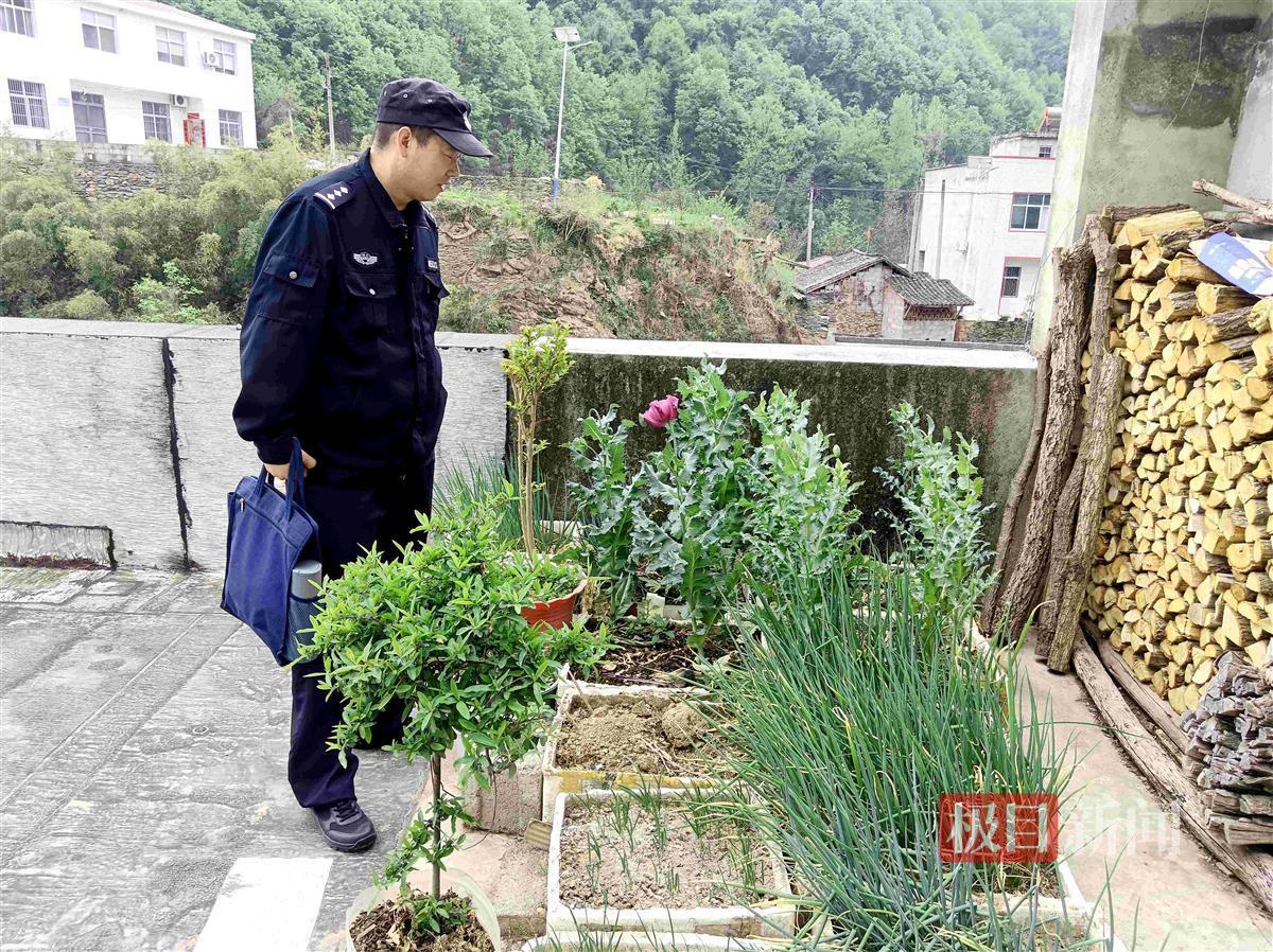 图1：民警发现王某非法种植的罂粟.jpg