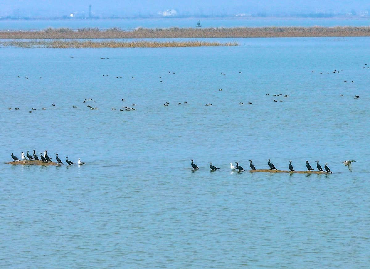 7、沉湖，鸬鹚站在浅滩上静观水中目标.jpg