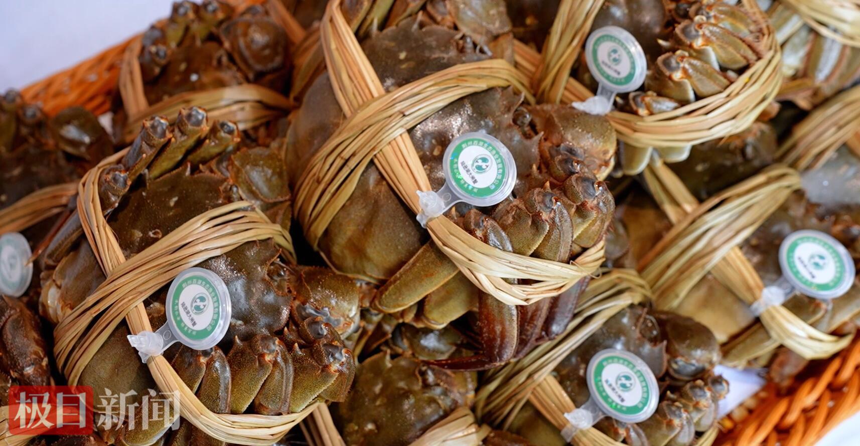 百湖公司通过统一防伪标识与全程溯源体系，确保每一只陆逊湖大闸蟹从湖中到餐桌都安全可追溯（视频截图）.jpg