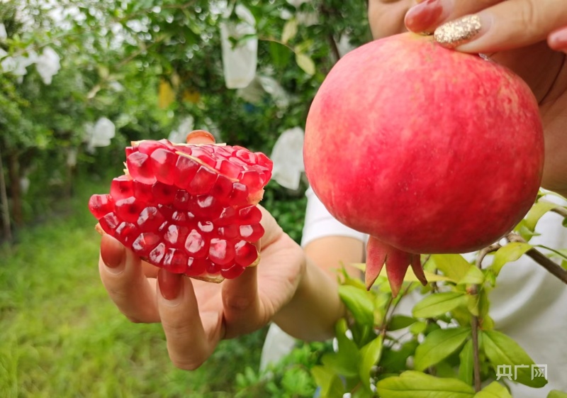 乡村振兴看西安|"临潼石榴"解锁精准扶贫新模式