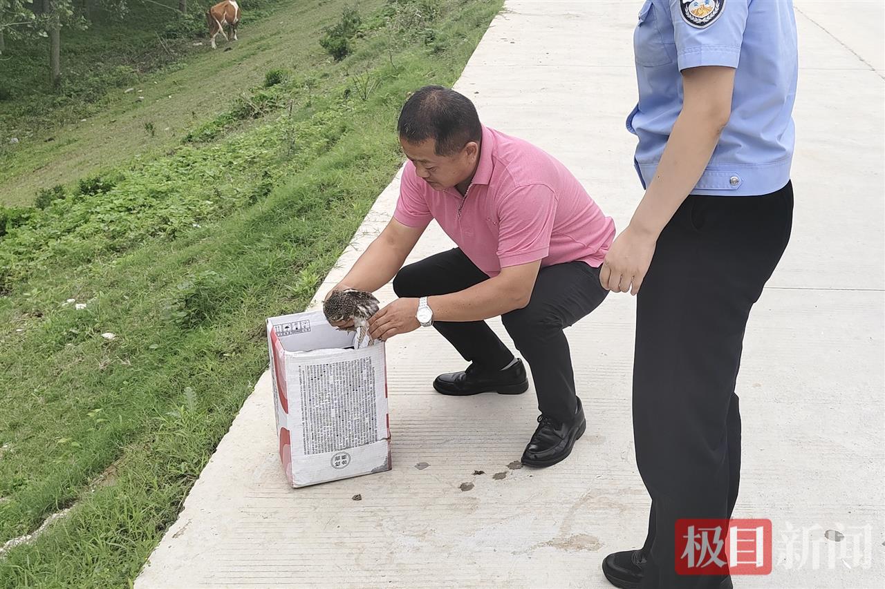 图三 将猫头鹰放飞大自然.jpg