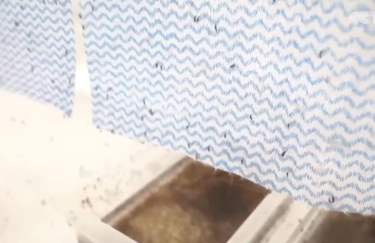 巴西全球最大蚊子工厂准备投产,每周1.9亿颗蚊卵阻断登革热传播