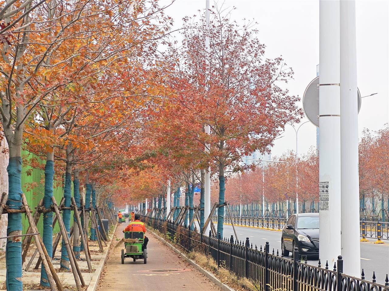 300多株娜塔栎红了，洪山城管喊你来打卡